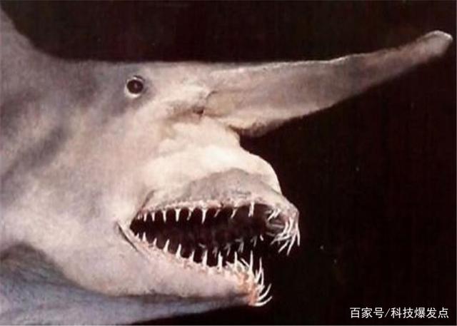 鲨鱼的嘴里长出“kaiyun开云·网页版(中国)官方在线”，逮捕猎物极为锋利，科学家研究上百年！